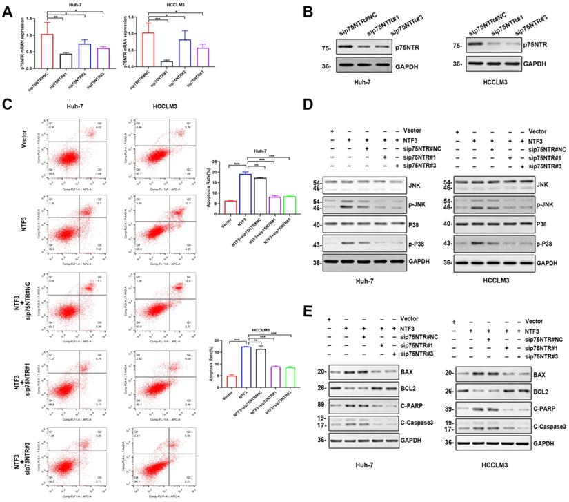 Int J Biol Sci Image