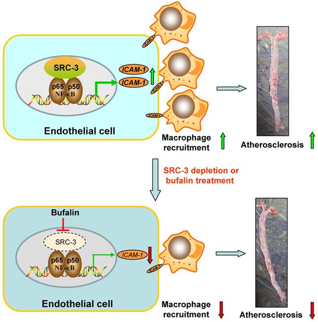 Int J Biol Sci Image