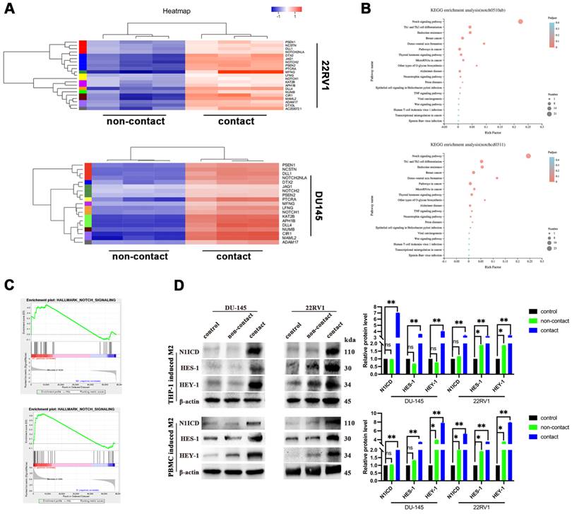 Int J Biol Sci Image