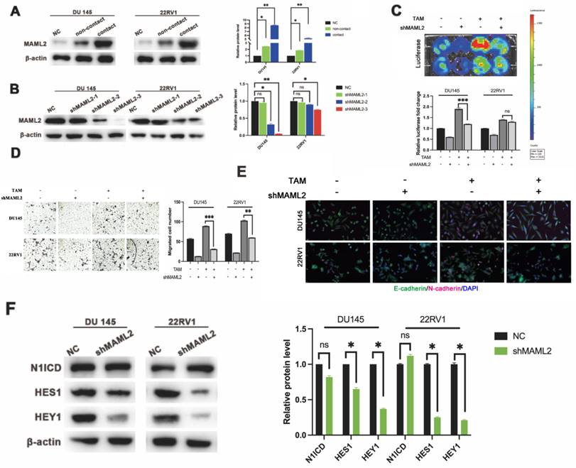 Int J Biol Sci Image