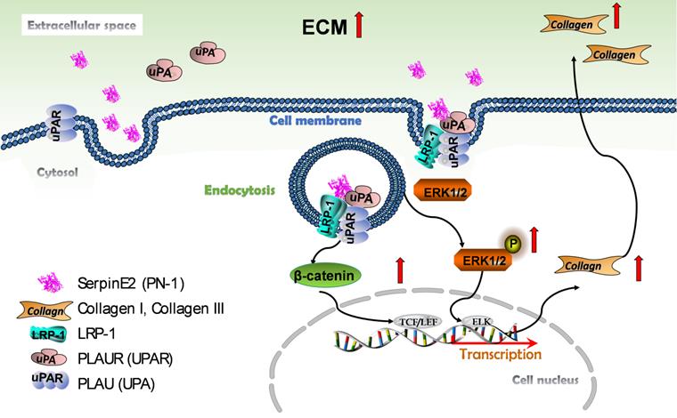 Int J Biol Sci Image