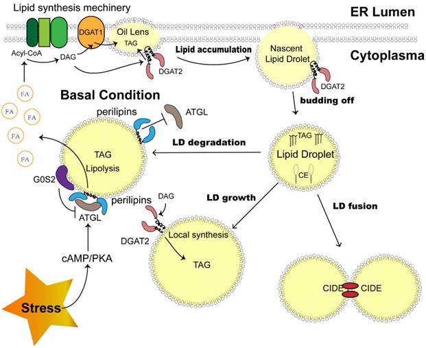 Int J Biol Sci Image