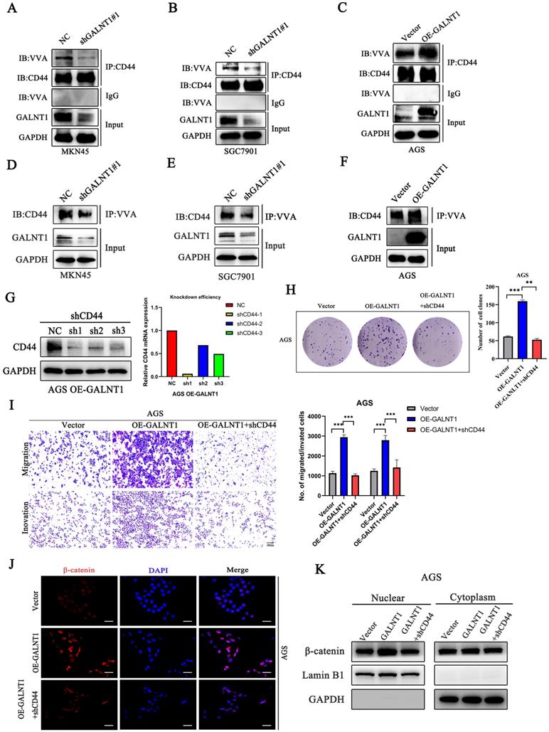 Int J Biol Sci Image