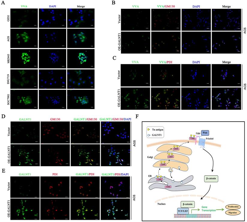 Int J Biol Sci Image