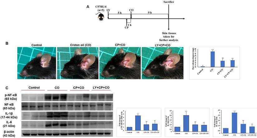 Int J Biol Sci Image