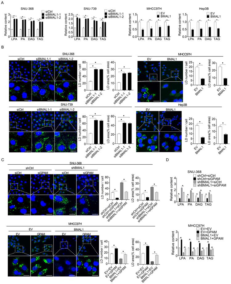 Int J Biol Sci Image