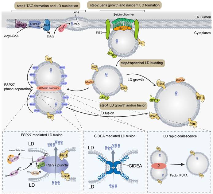 Int J Biol Sci Image