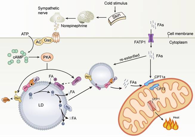 Int J Biol Sci Image