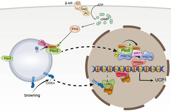 Int J Biol Sci Image