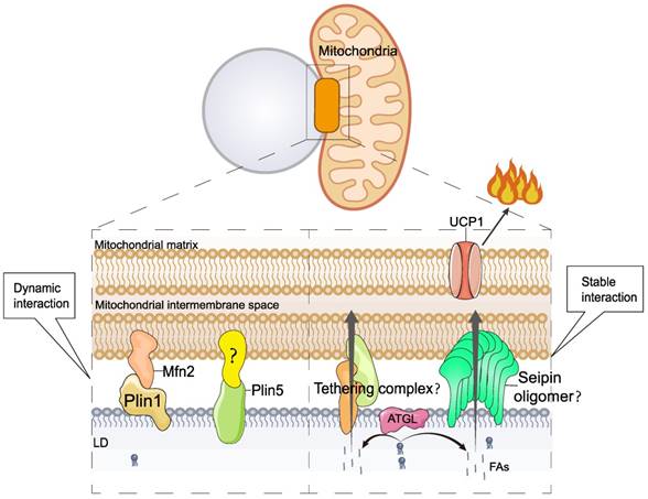 Int J Biol Sci Image