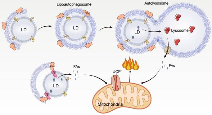 Int J Biol Sci Image