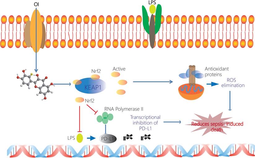 Int J Biol Sci Image