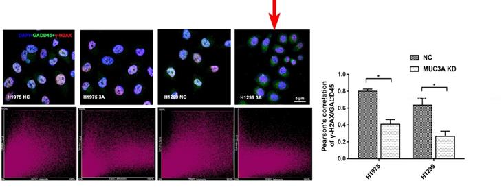 Int J Biol Sci Image