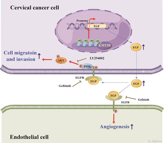 Int J Biol Sci Image