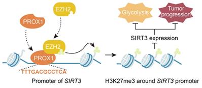 Int J Biol Sci Image