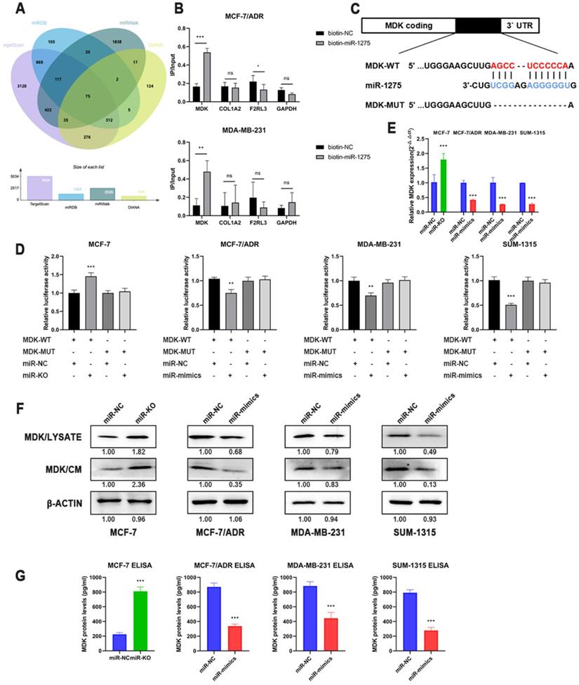 Int J Biol Sci Image