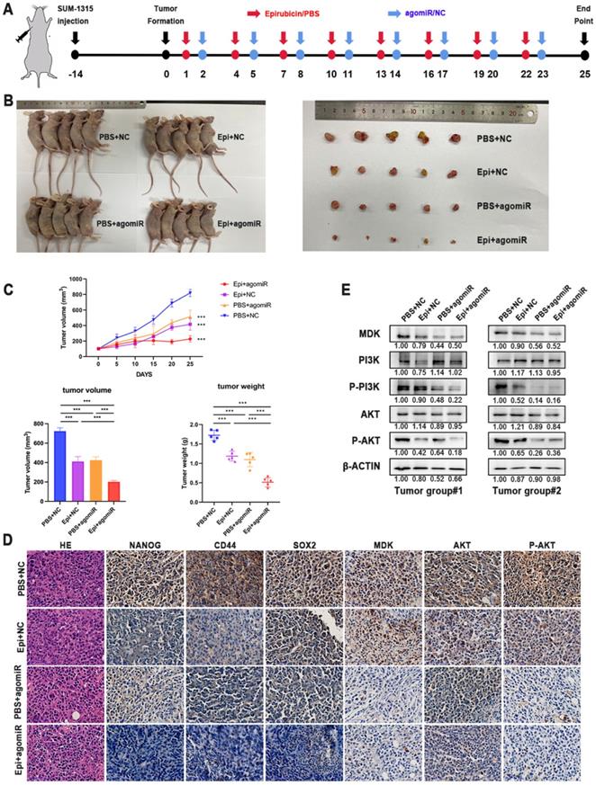 Int J Biol Sci Image