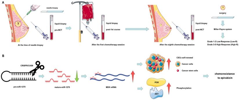 Int J Biol Sci Image