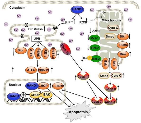 Int J Biol Sci Image