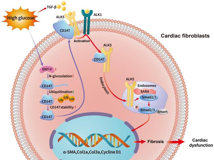 Int J Biol Sci Image