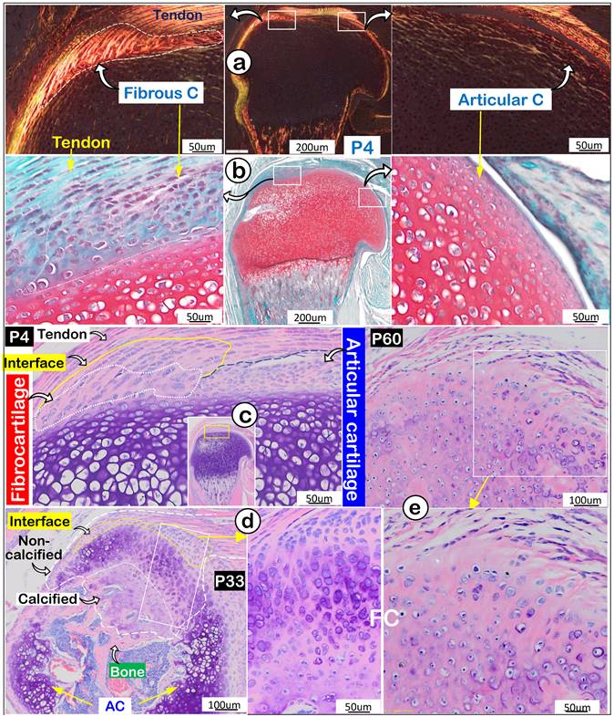 Int J Biol Sci Image