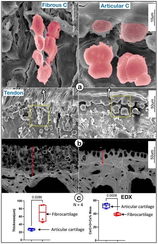 Int J Biol Sci Image