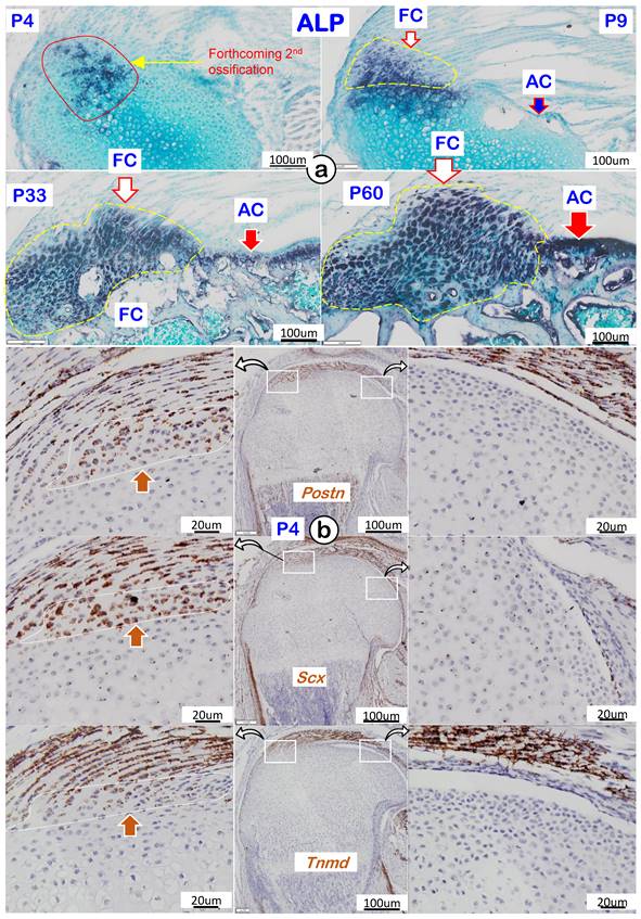 Int J Biol Sci Image