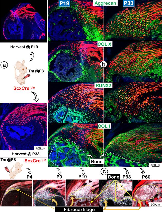 Int J Biol Sci Image