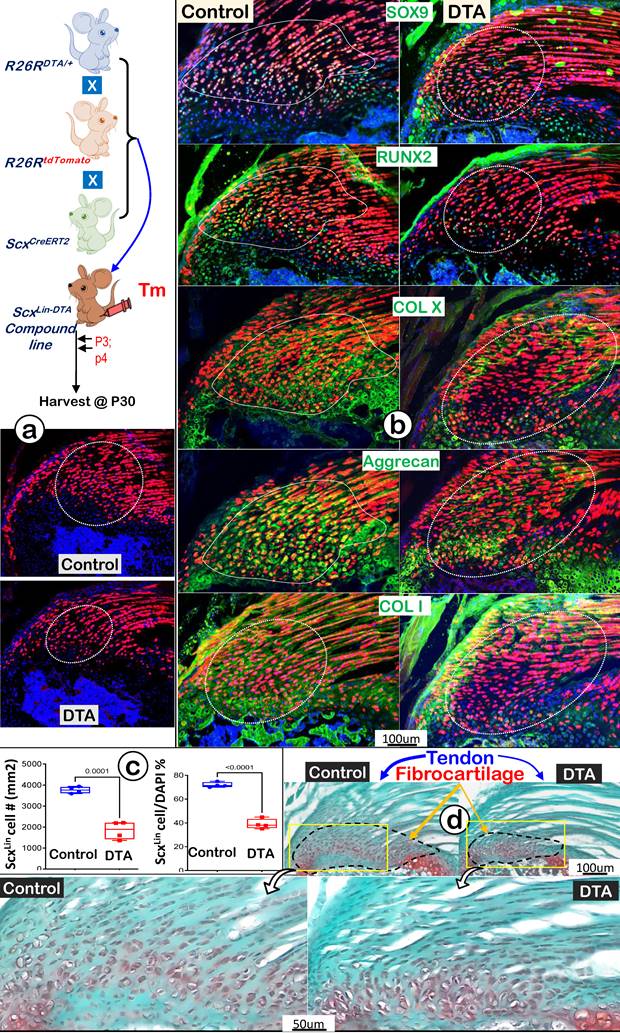 Int J Biol Sci Image