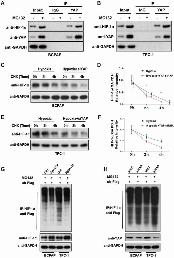 Int J Biol Sci Image