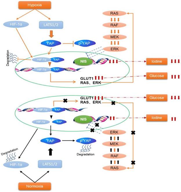 Int J Biol Sci Image