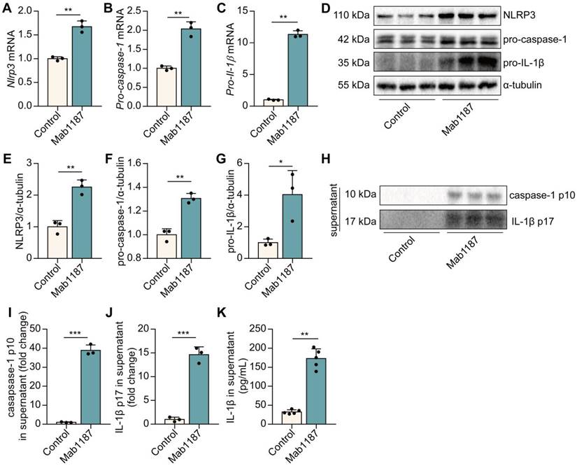 Int J Biol Sci Image