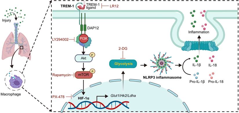 Int J Biol Sci Image