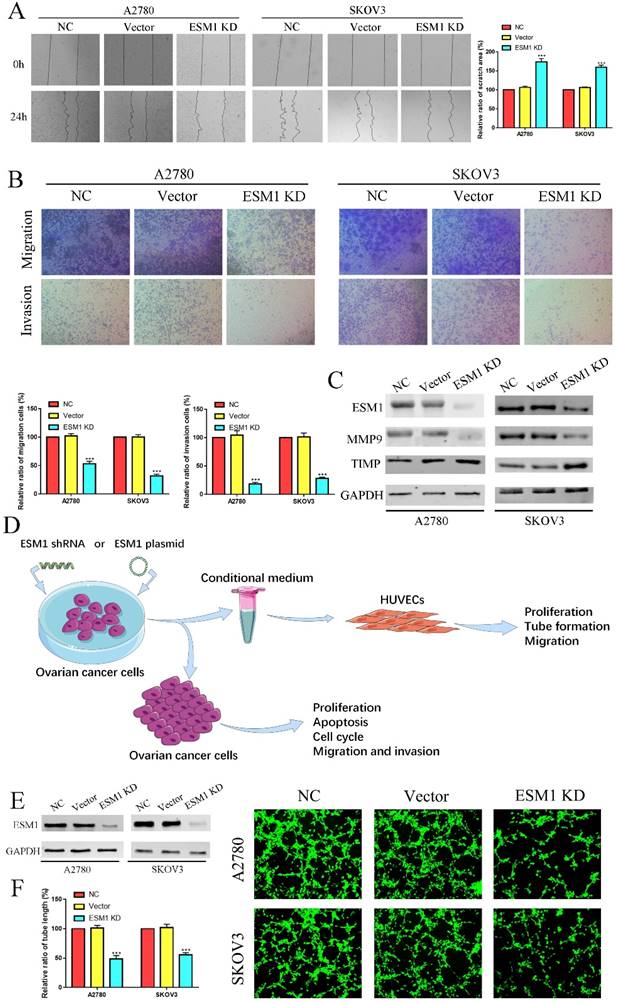 Int J Biol Sci Image