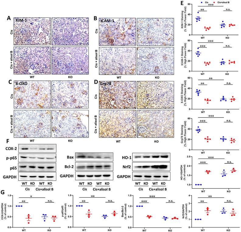 Int J Biol Sci Image