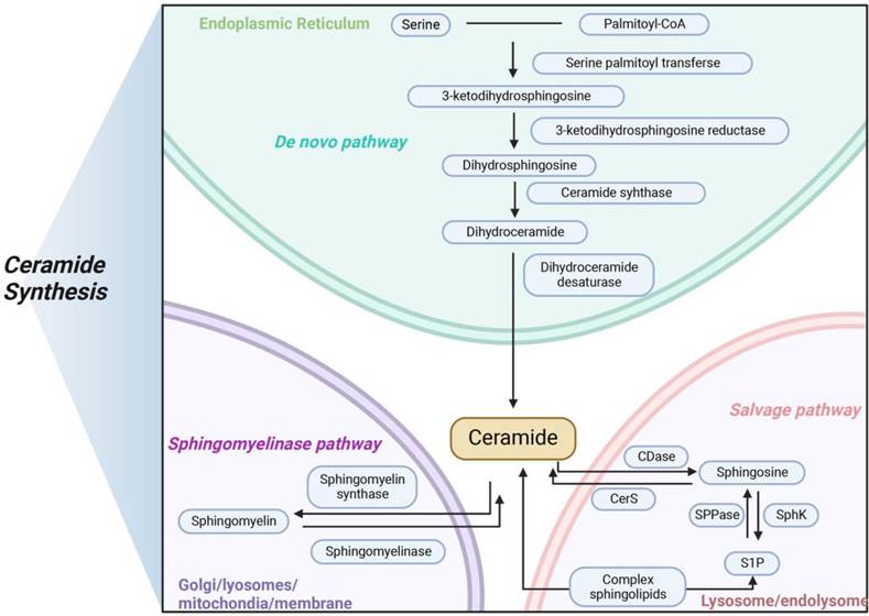 Int J Biol Sci Image