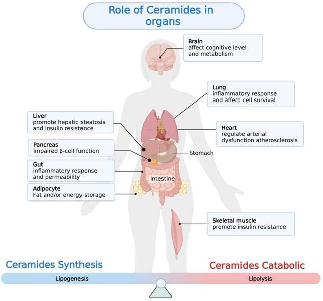 Int J Biol Sci Image