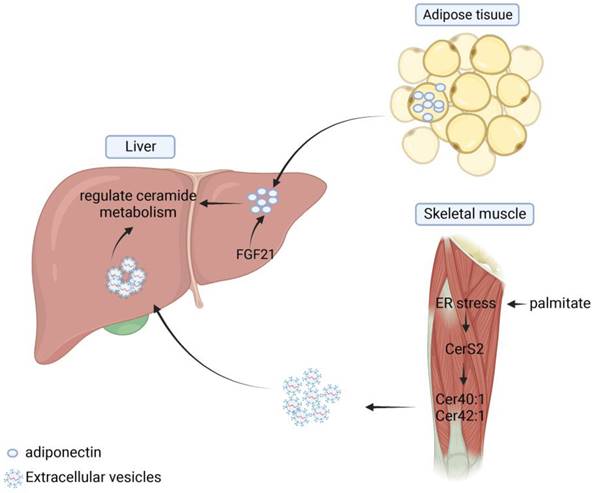 Int J Biol Sci Image