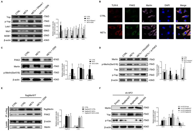 Int J Biol Sci Image