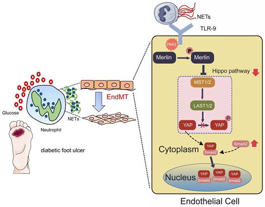 Int J Biol Sci Image