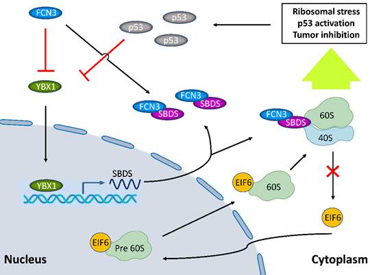 Int J Biol Sci Image