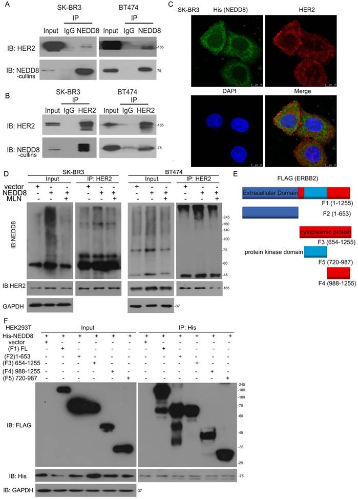 Int J Biol Sci Image