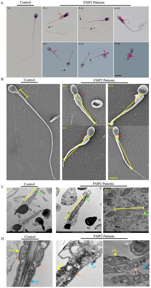 Int J Biol Sci Image