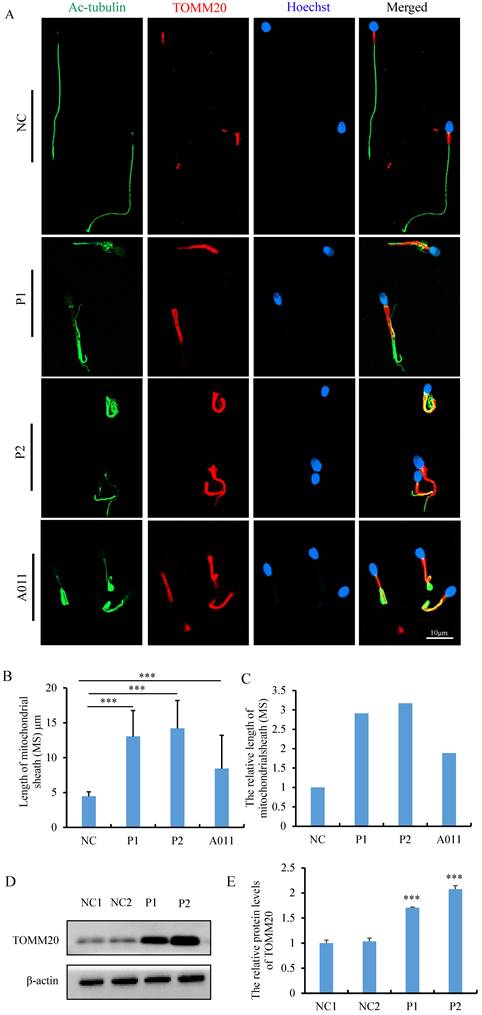 Int J Biol Sci Image