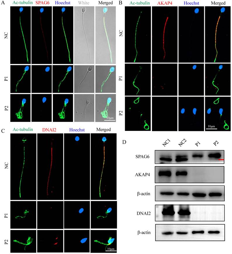 Int J Biol Sci Image