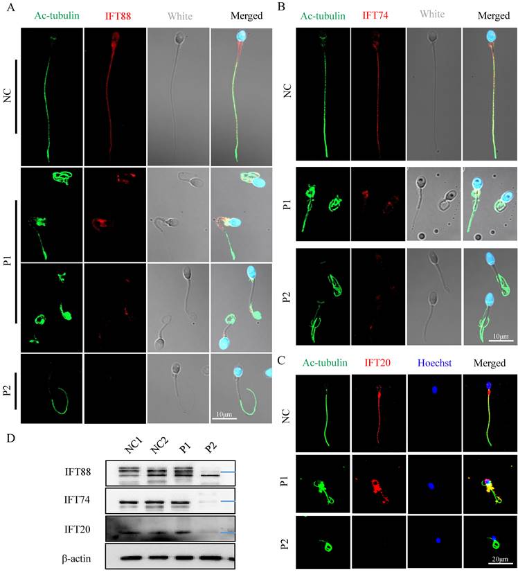 Int J Biol Sci Image