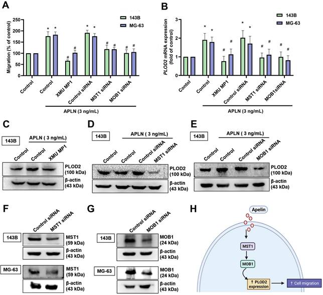 Int J Biol Sci Image