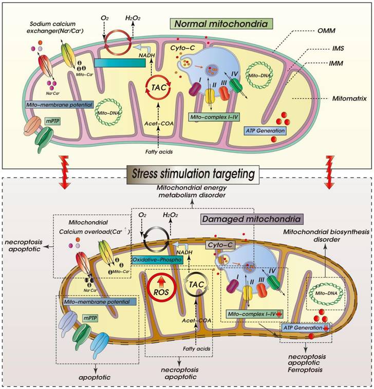 Int J Biol Sci Image