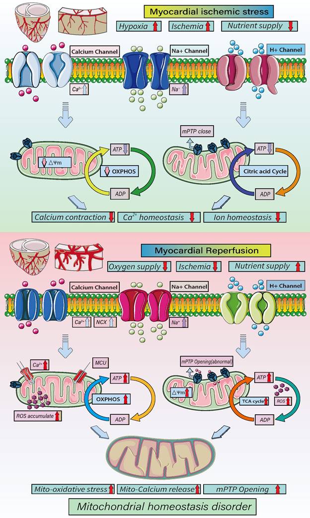 Int J Biol Sci Image