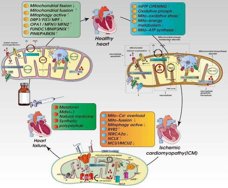 Int J Biol Sci Image